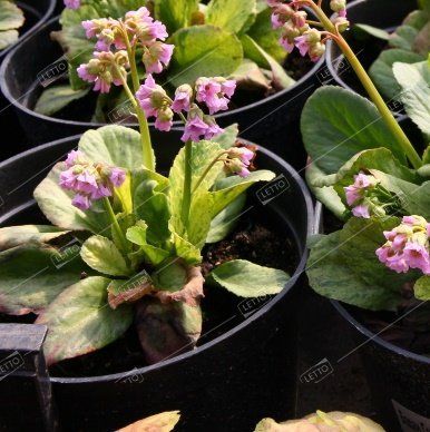 Многолетний садовый цветок Бадан (Bergenia)