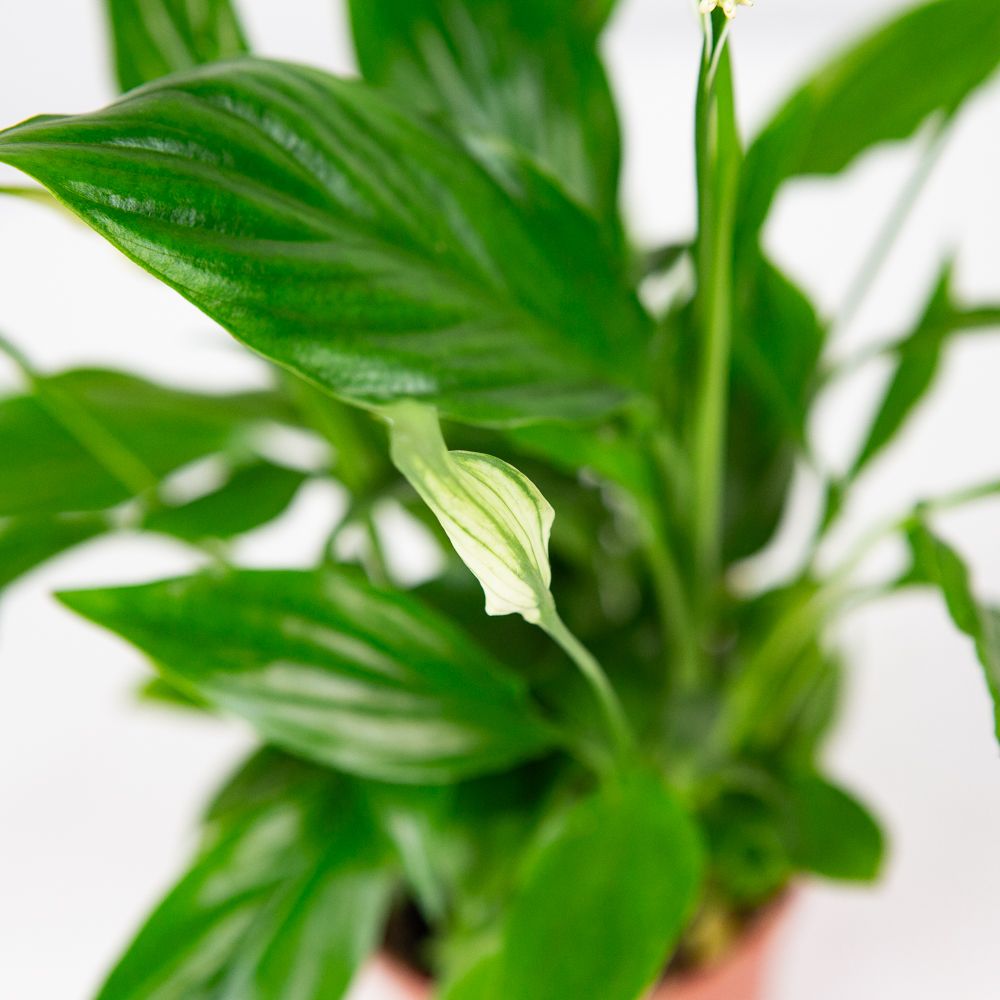 Спатифиллум Шопен Spathiphyllum Chopin 3+ 30/9 — комнатное растение купить  в интернет-магазине с доставкой по низкой цене