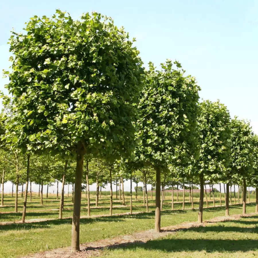 Платан кленолистный 2 года Platanus acerifolia ОКС — саженцы купить в  интернет-магазине с доставкой по низкой цене