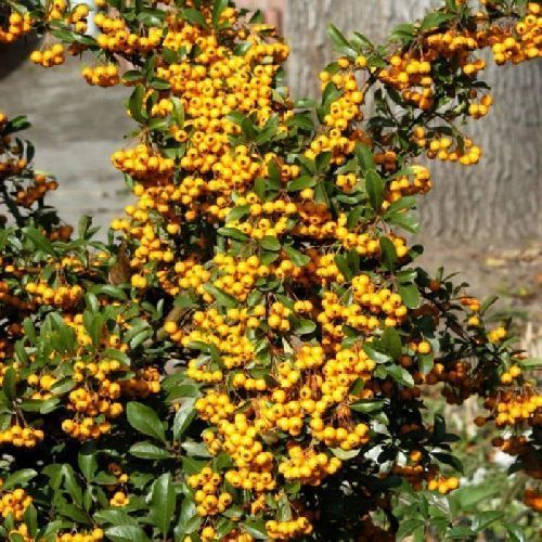 Пираканта Солейл д'Ор Pyracantha Soleil d'Or 2л (К)