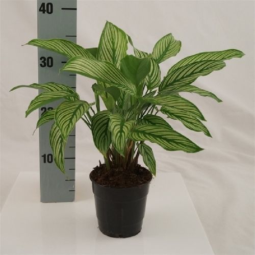 Калатея Витата Calathea Vittata 35/12