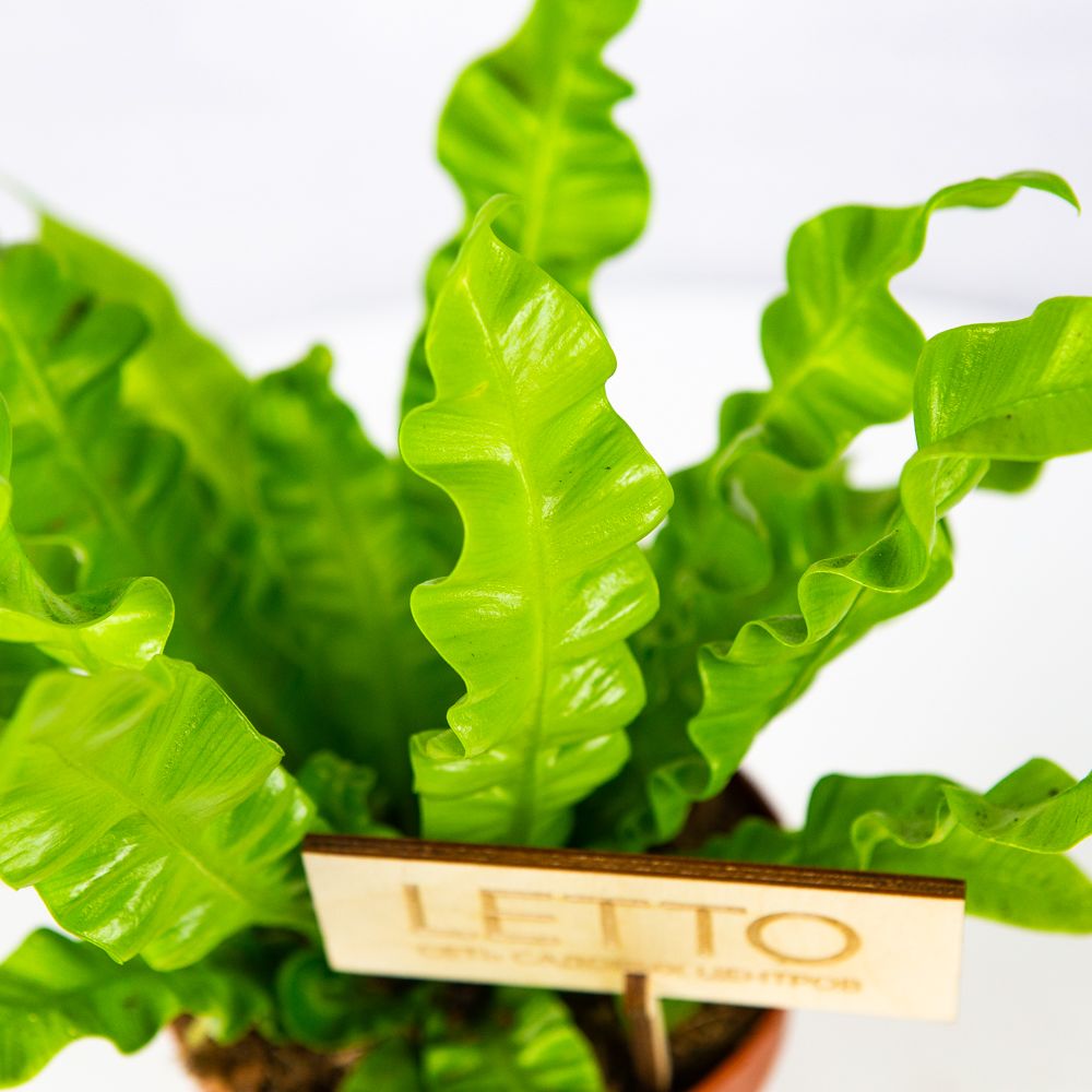 Костенец Криспи Вейв Asplenium Crispy Wave 25/12 — комнатное растение  купить в интернет-магазине с доставкой по низкой цене