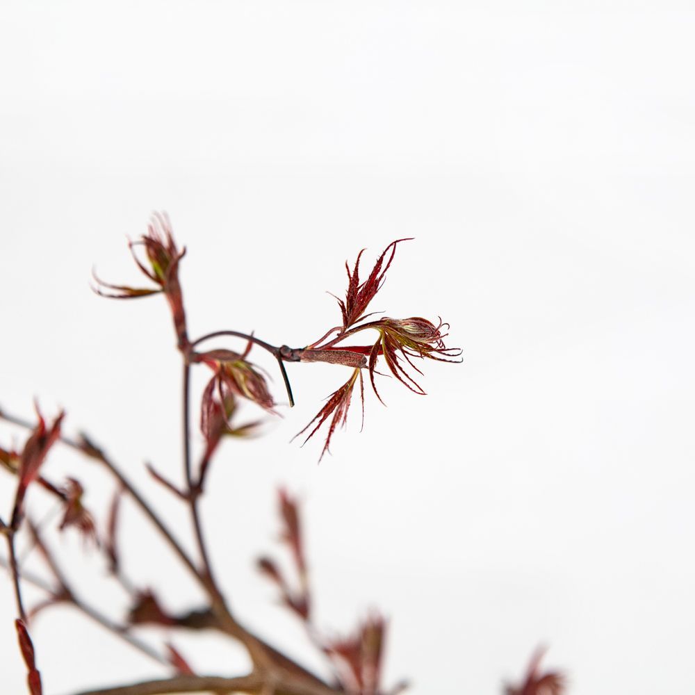 Клен дланевидный Тамукеяма полуштамб 80/90 Acer palmatum var. dissectum  Tamukeyama 30л (И) — саженцы купить в интернет-магазине с доставкой по  низкой цене