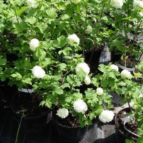 Калина обыкновенная Розеум 30/+ Viburnum opulus Roseum 2л (Н)