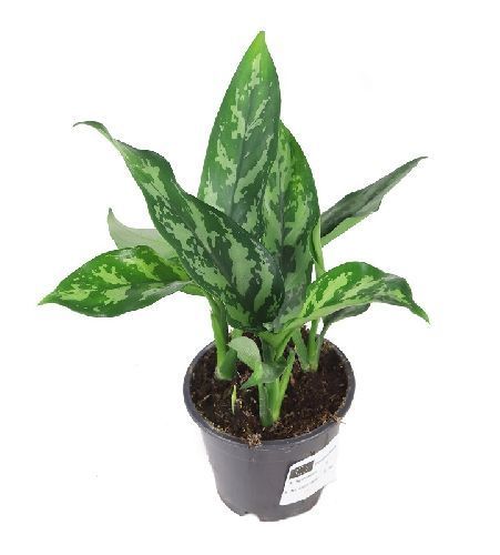 Аглаонема Мария Aglaonema Maria 30/12 (Н)