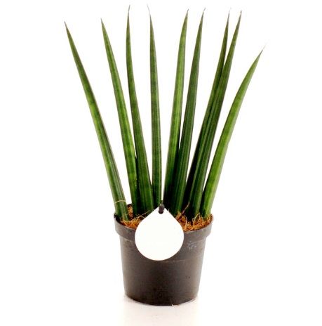 Сансевиерия цилиндрическая веер Sansevieria cylindrica fan 25/9