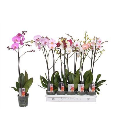 Фаленопсис 1 ствол микс разветвленный Phalaenopsis 1 st mix branched 60/12