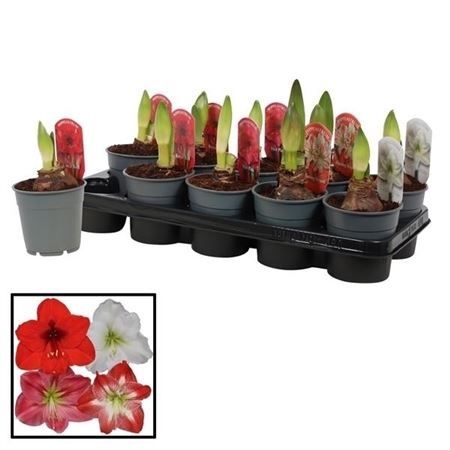 Гиппеаструм колибри микс Hippeastrum kolibri mix 15/9 (Н)