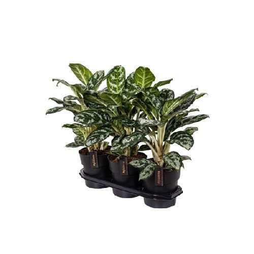 Аглаонема Амазон Сильвер Aglaonema Amazon Silver 60/19 (Н)