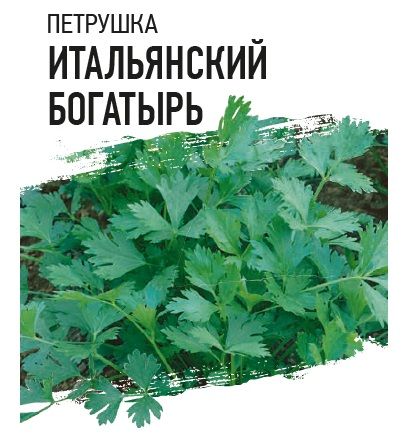 Петрушка Богатырь, семена Гавриш Фермер Профи Крупная фасовка 50г