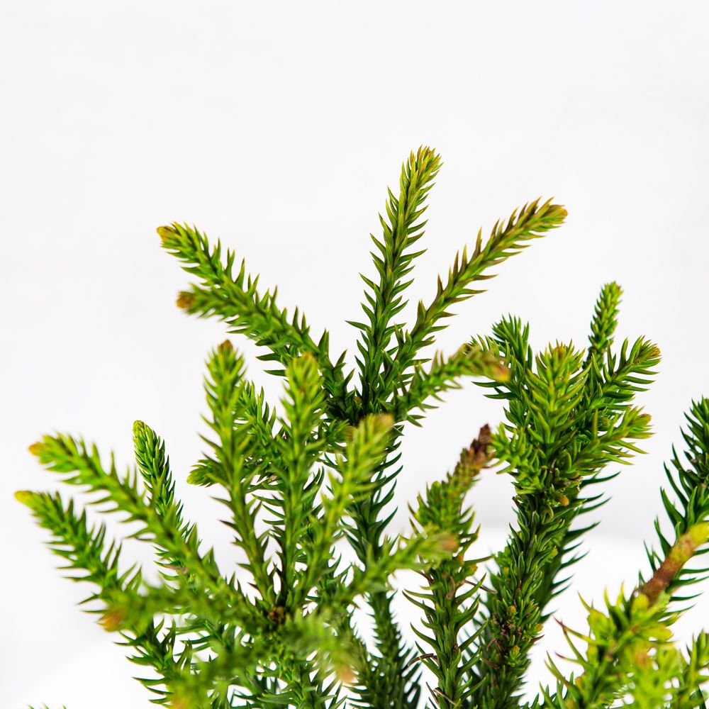 Криптомерия японская Дингер 20/25 Cryptomeria japonica Dinger 3л (Н) —  саженцы купить в интернет-магазине с доставкой по низкой цене