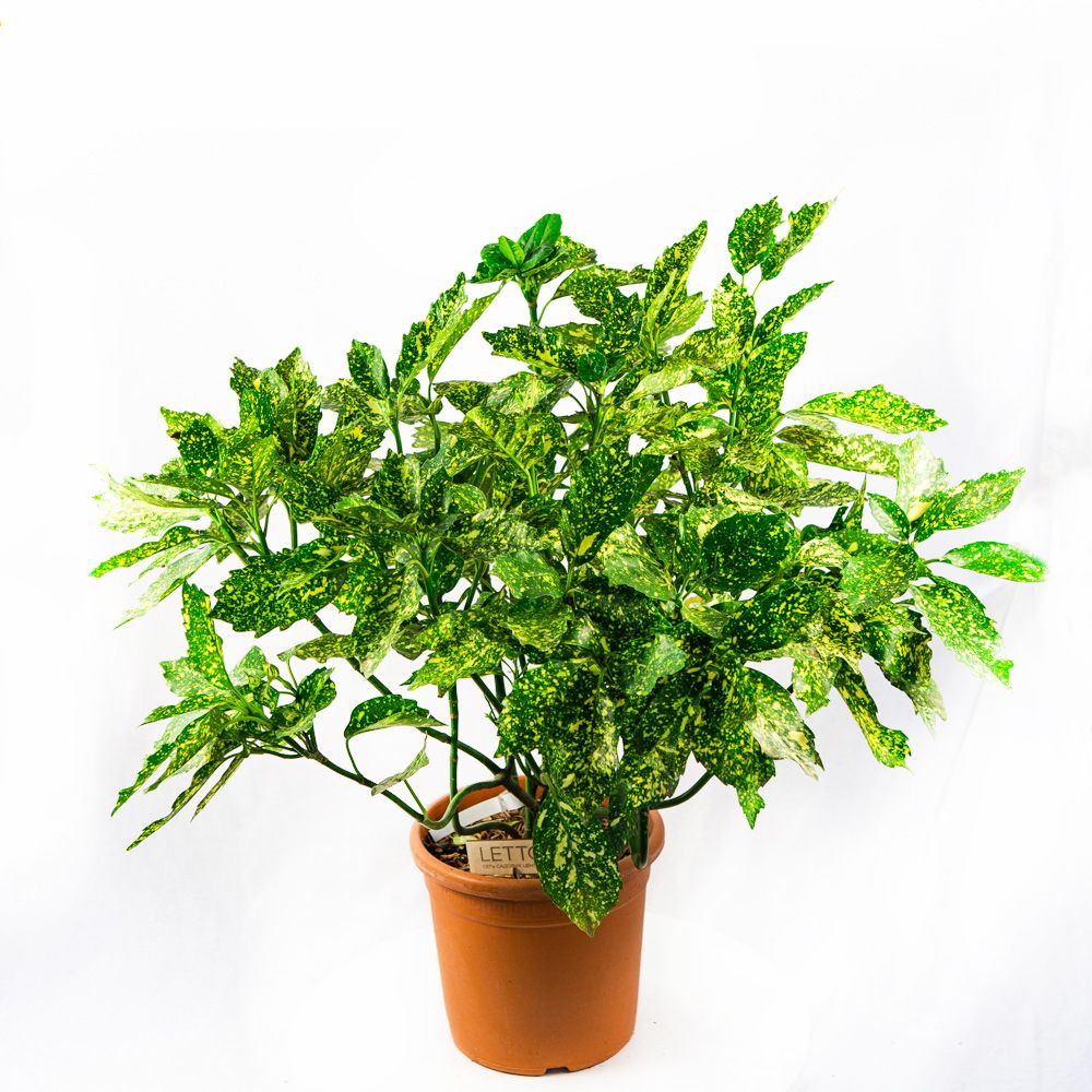 Аукуба японская Кротонифолия 60/80 Aucuba japonica Crotonifolia 10л (И) —  саженцы купить в интернет-магазине с доставкой по низкой цене