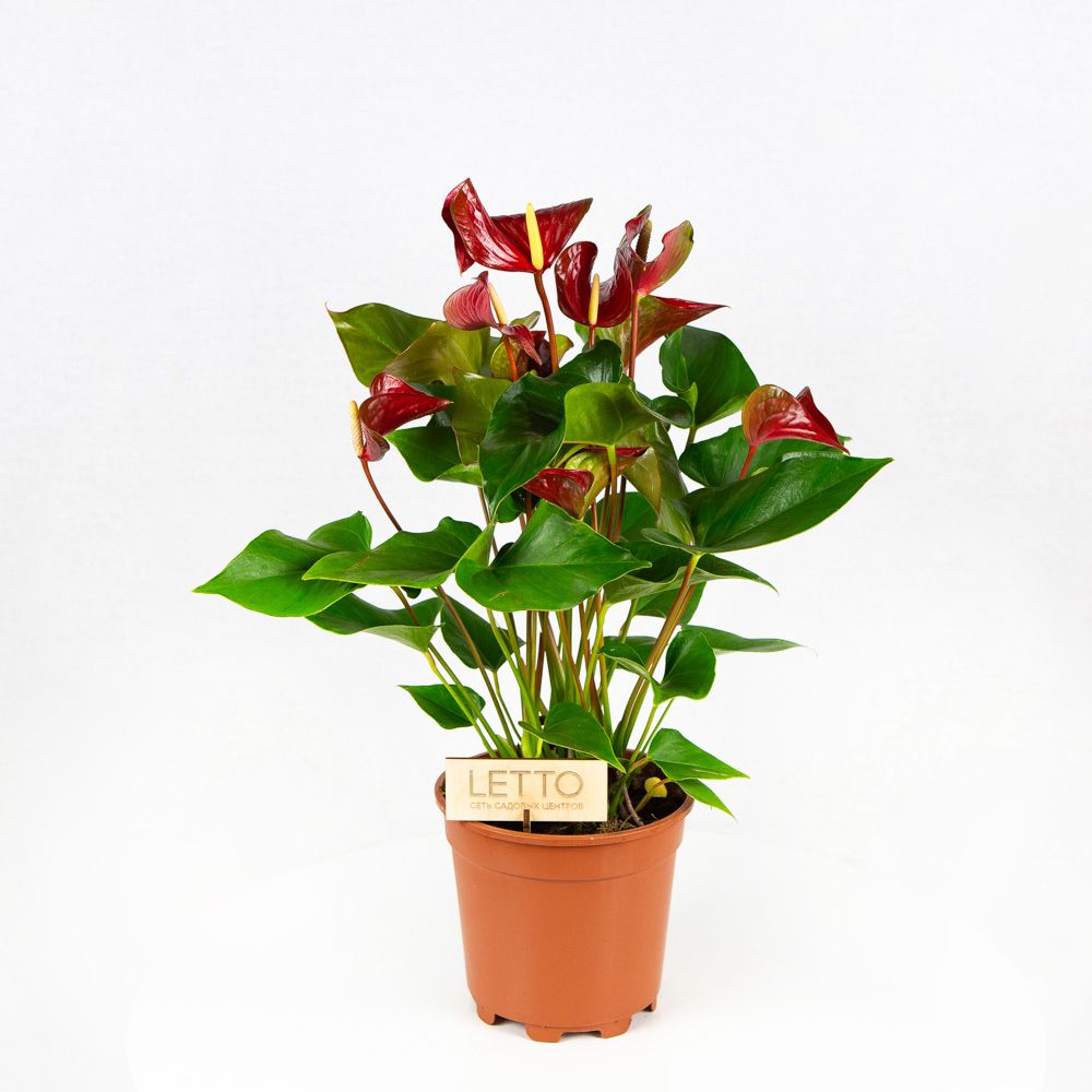 Антуриум Андре Адиос Ред Anthurium andraeanum Adios Red 7+ 55/17 — цена в LETTO