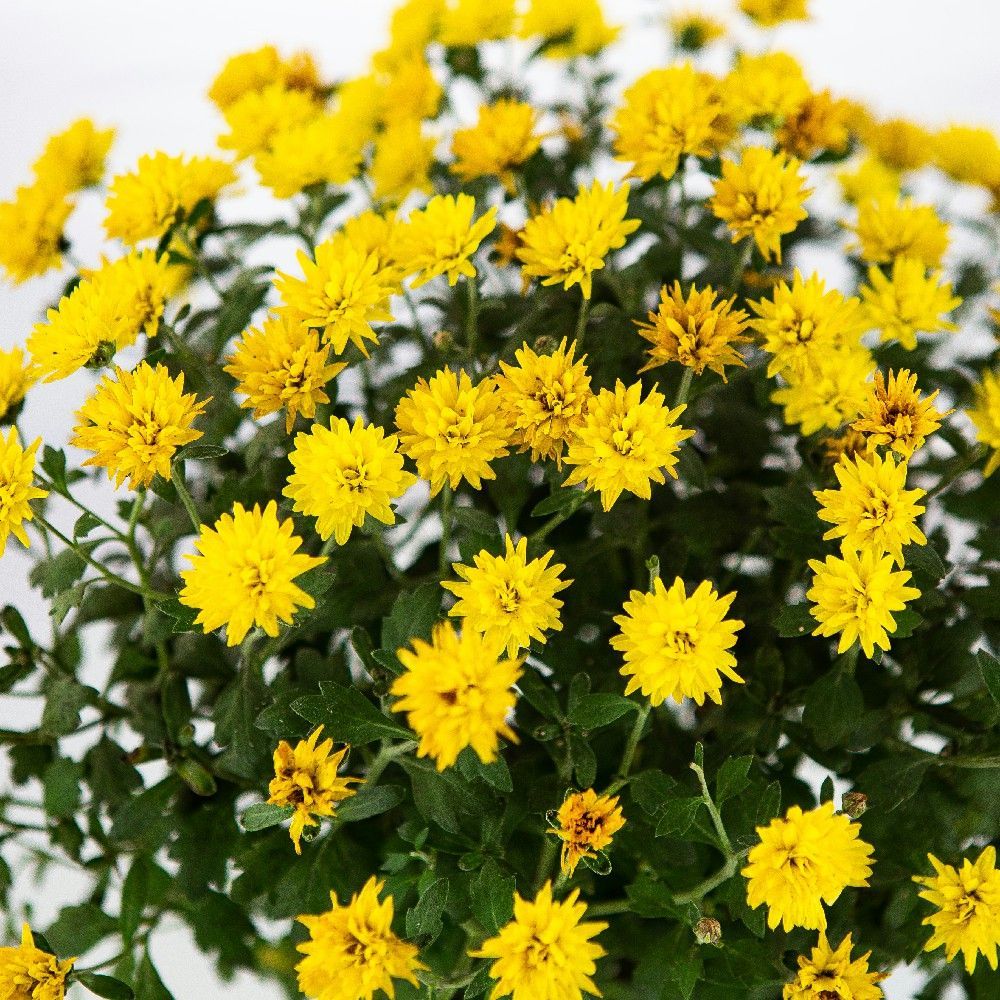 Хризантема садовая Chrysanthemum morifolium 2л — саженцы купить в  интернет-магазине с доставкой по низкой цене