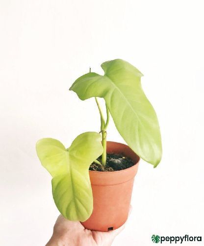 Филодендрон Голден Виолин Philodendron Golden Violin 35/12