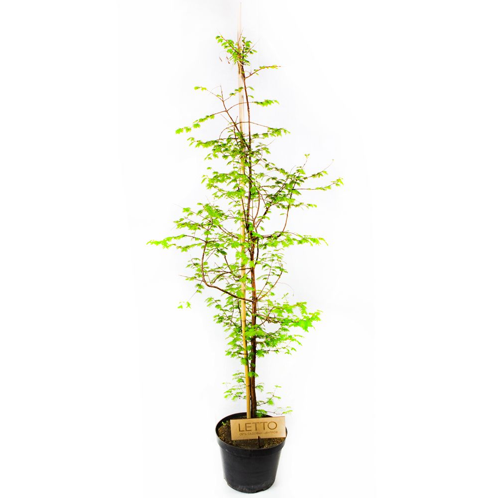 Метасеквойя глиптостробоидная 175/200 Metasequoia glyptostroboides 10л (Н)  — саженцы купить в интернет-магазине с доставкой по низкой цене