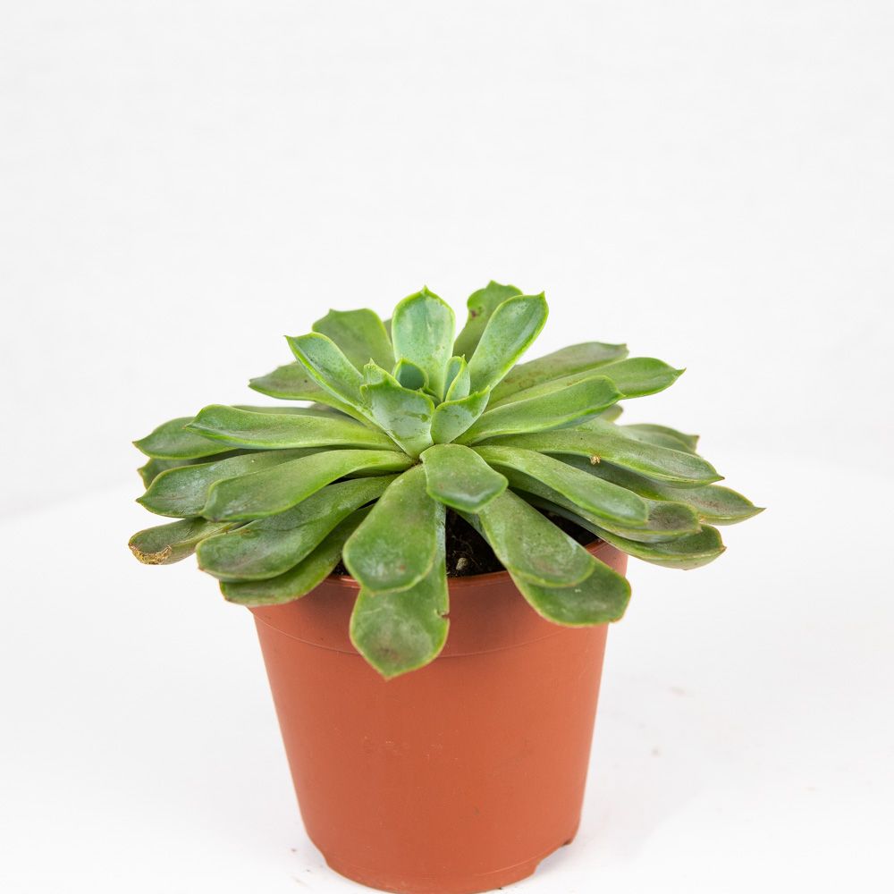 Эхеверия микс Echeveria mix 15/10 — комнатное растение купить в  интернет-магазине с доставкой по низкой цене