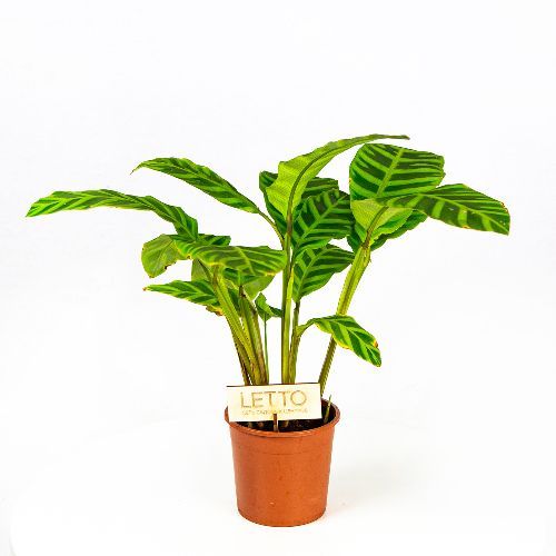 Калатея полосатая Calathea zebrina 50/14