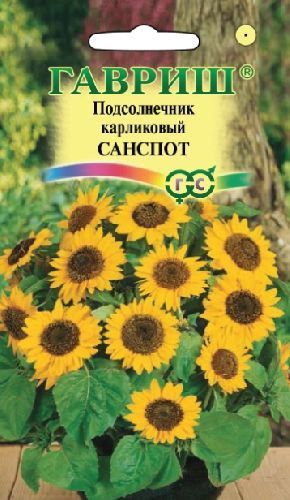 Подсолнечник Санспот карликовый, семена Гавриш 0,5г