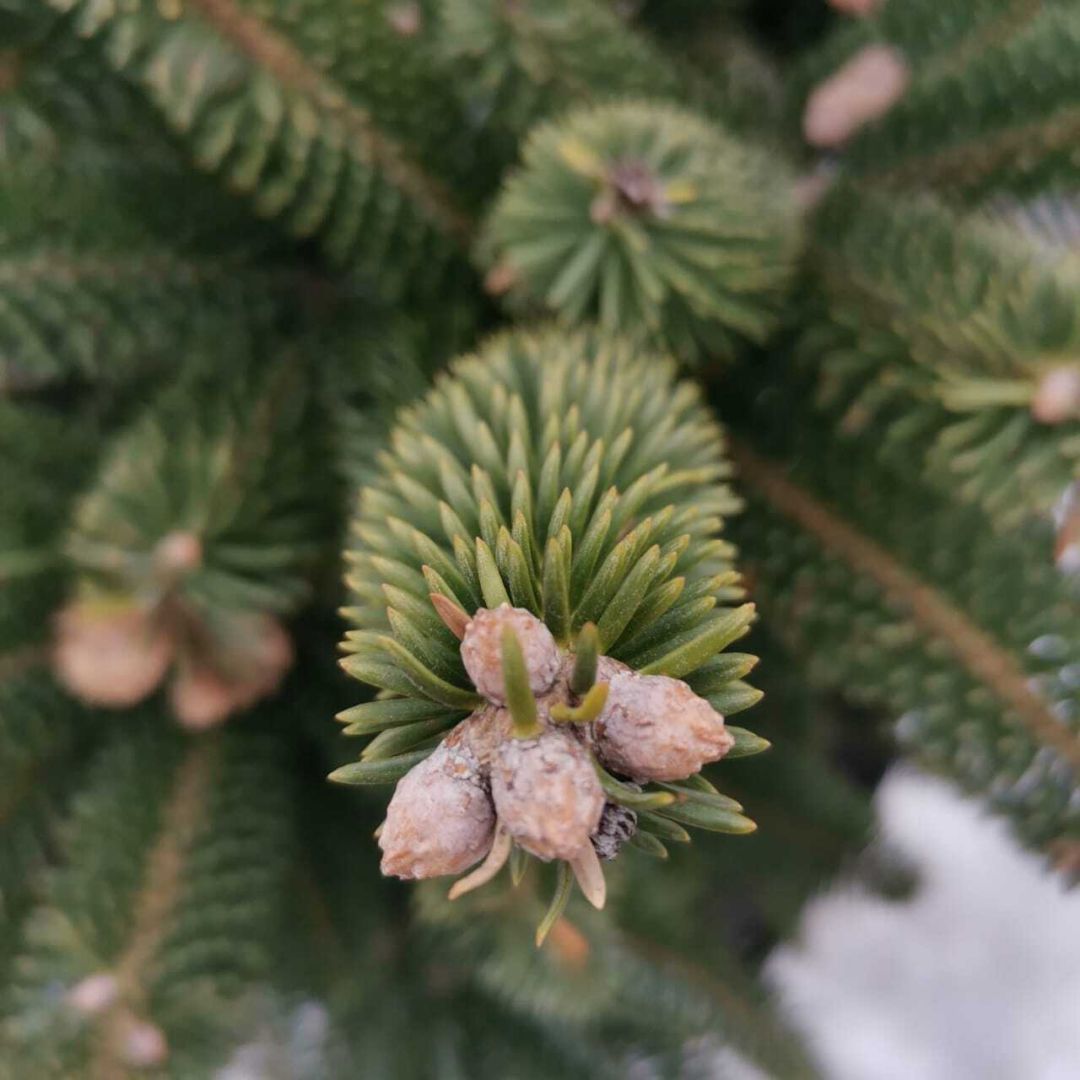 Пихта корейская-субальпийская Дискус 40/50 Abies oreocarpa Discus 10л (Н) —  цена в LETTO