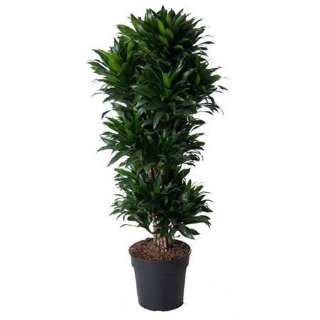 Драцена Компакта разветвленная Dracaena Compacta branched 130/31