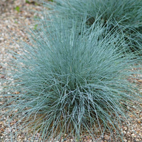 Овсяница Festuca glauca микс /11