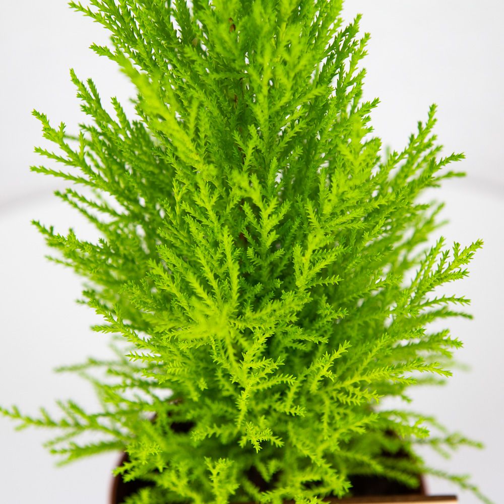 Кипарис Купрессус Cupressus macrocarpa Wilma 40/12 — комнатное растение  купить в интернет-магазине с доставкой по низкой цене