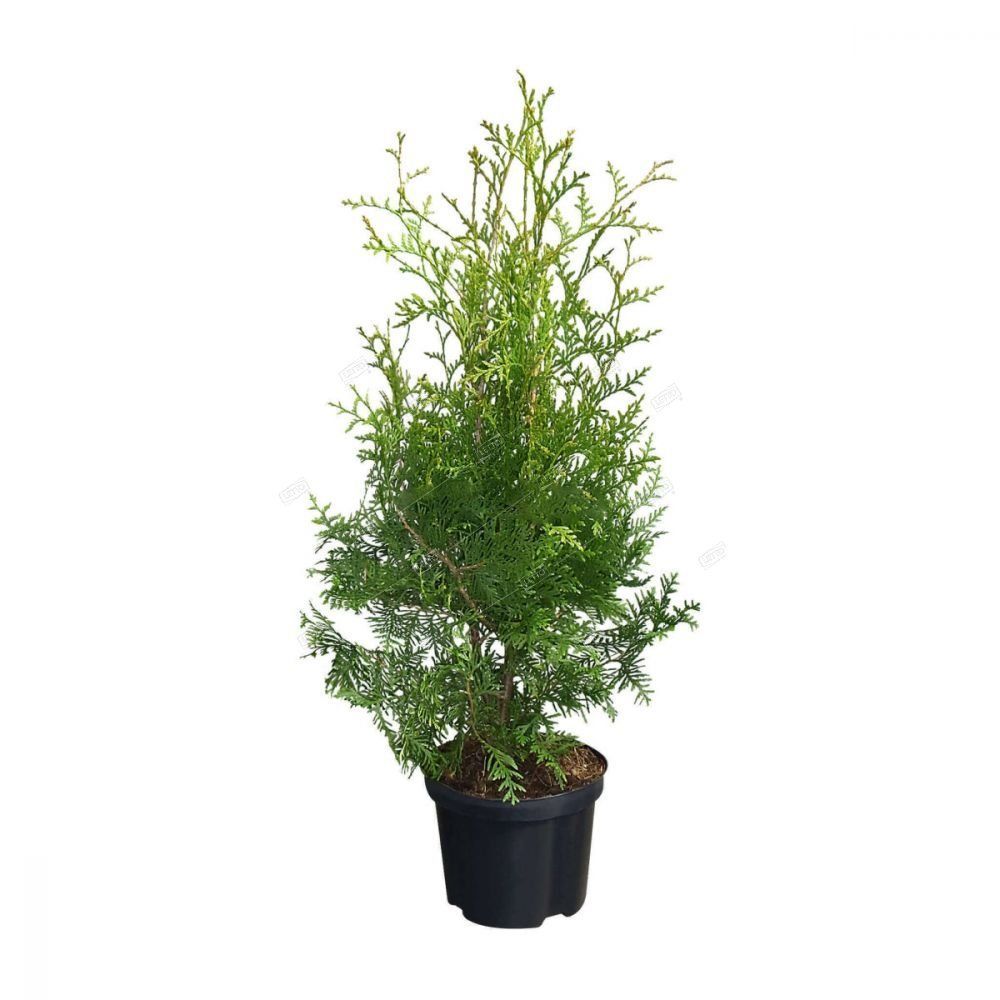 Туя западная Брабант Thuja occidentalis Brabant 2л/3л (ЗК) — цена в LETTO