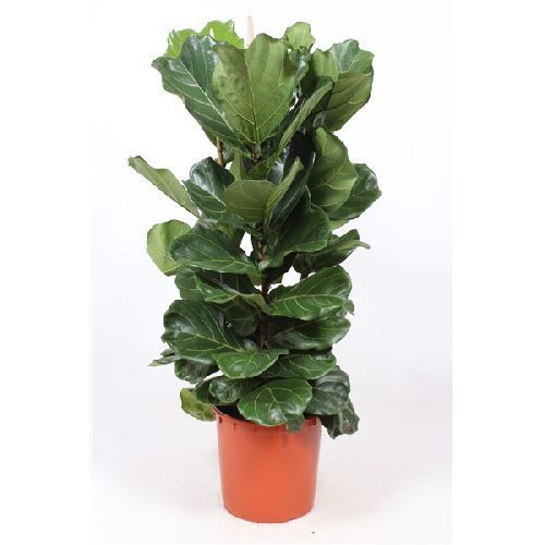 Фикус лировидный 3 ствола Ficus lyrata 3 pp 120/34