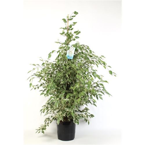 Фикус Бенджамина Профит Ficus benjamina Profit 145/27