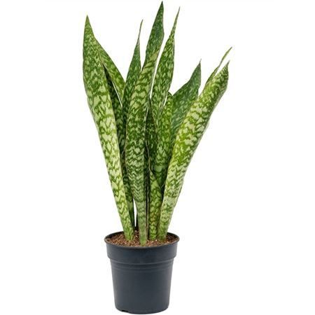 Сансевиерия масониана Драгон Sansevieria masoniana Dragon 75/19