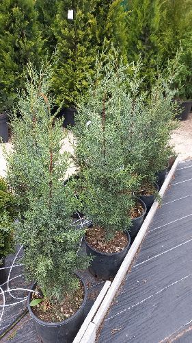 Кипарис Аризонский 3лт 60/80 Cupressus Arizonica (И)