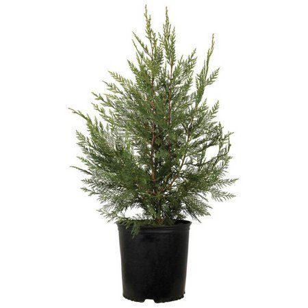 Кипарис Cupressus Arizonica Glauca 5л (Н)