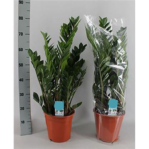 Замиокулькас Zamioculcas 8+ 80/21