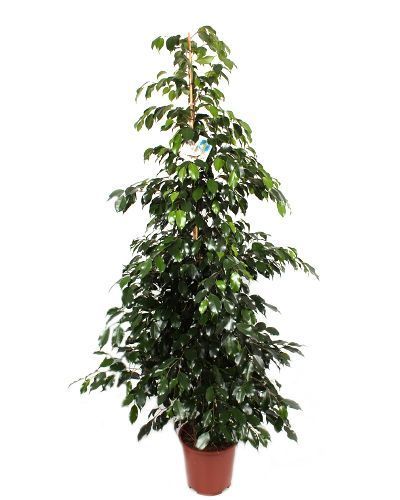 Фикус Бенджамина Миднайт Леди Ficus benjamina Midnight Lady 145/27 (Н)