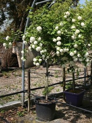 Калина обыкновенная Розеум Viburnum opulus Roseum 10л (И)