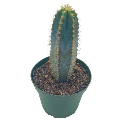 Пилозоцереус лазурный Pilosocereus azureus 70/20