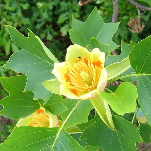 Лириодендрон тюльпановый 8/10 Liriodendron tulipifera 18л (И)