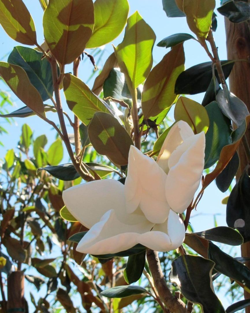 Магнолия грандифлора Gallicionensis 1/2 ШТАМБ 10лт 140/160 Magnolia  grandiflora Gallicionensis (И) — саженцы купить в интернет-магазине с  доставкой по низкой цене