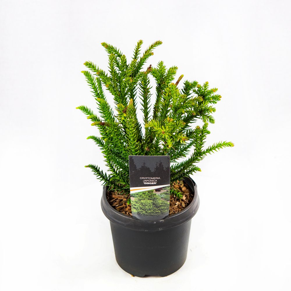 Криптомерия японская Дингер 20/25 Cryptomeria japonica Dinger 3л (Н) —  саженцы купить в интернет-магазине с доставкой по низкой цене