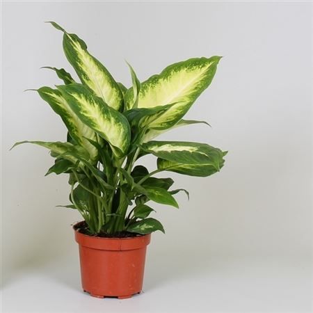 Диффенбахия Ами Dieffenbachia Amy 35/12