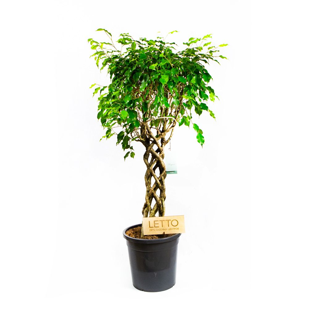 Фикус Бенджамина Экзотика труба Ficus benjamina Exotica tube 130/31 —  комнатное растение купить в интернет-магазине с доставкой по низкой цене