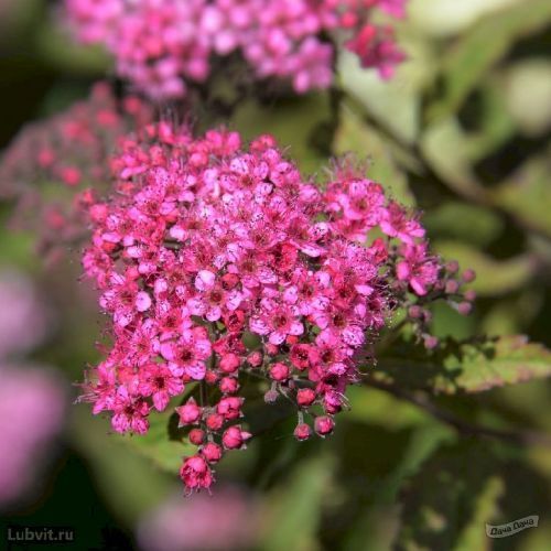 Спирея японская Грин энд Голд Spiraea japonica Green and Gold контейнер 2л/3л