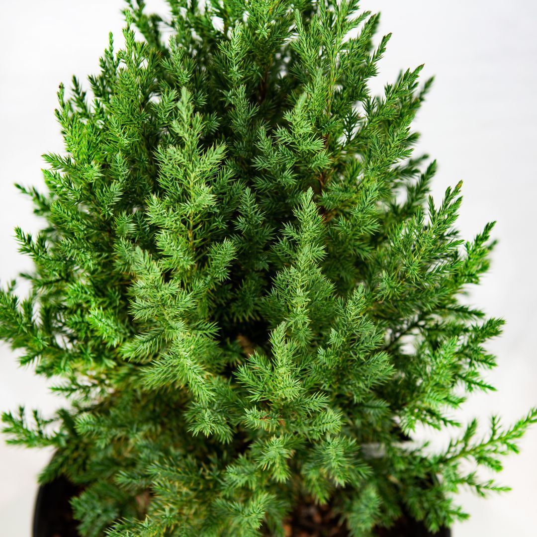 Можжевельник китайский Стрикта Juniperus chinensis Stricta 10л (ЗК) —  саженцы купить в интернет-магазине с доставкой по низкой цене