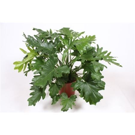 Филодендрон двоякоперистый Philodendron bipinnatifidum 100/30