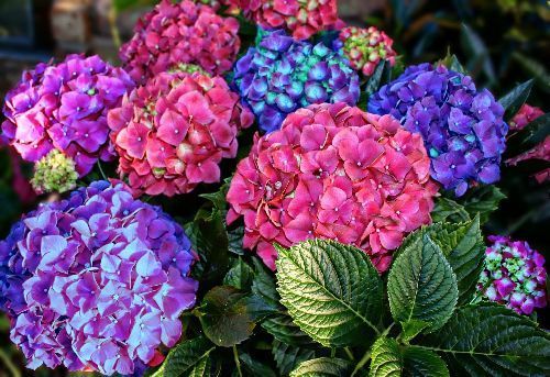 Гортензия крупнолистная микс Hydrangea macrophylla mix/15