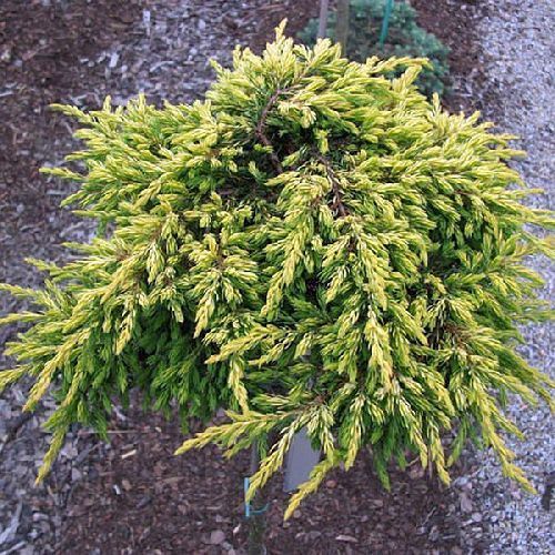 Можжевельник обыкновенный Голдшатц Juniperus communis Goldschatz 10л (ЗК)