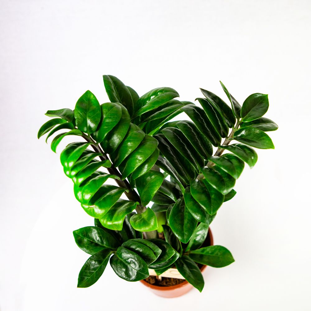 Замиокулькас Зензи Zamioculcas Zenzi 4+ 40/14 — комнатное растение купить в  интернет-магазине с доставкой по низкой цене