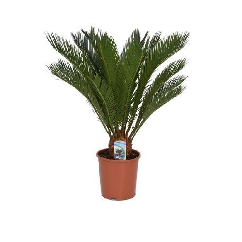 Саговник поникающий Cycas revoluta 65/19 