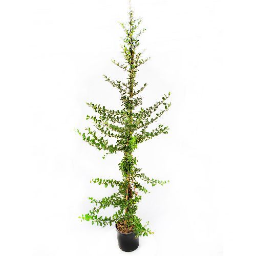 Пираканта микс Pyracantha in varieta 10л (И)